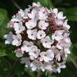 Viburnum carlesii 'Aurora': Bild 1/7