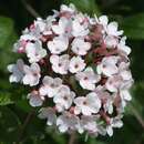 Viburnum carlesii 'Aurora' - Duftschneeball