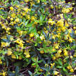 Berberis candidula: Bild 1/1