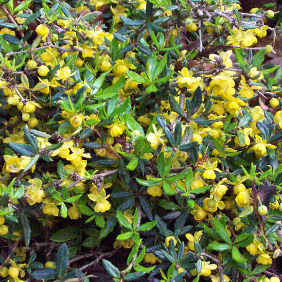 Berberis candidula: Bild 1/1 Berberis candidula: Bild 1/1