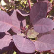 Cotinus coggygria 'Royal Purple': Bild 1/6
