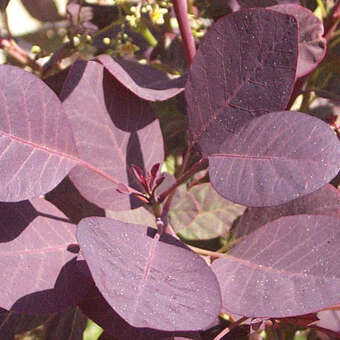 Roter Perückenstrauch - Cotinus coggygria 'Royal Purple'