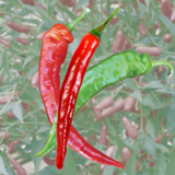 Cayenne - Cayenne