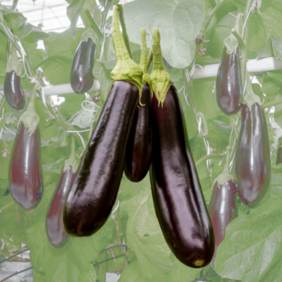 Aubergine: Bild 1/1 Aubergine: Bild 1/1