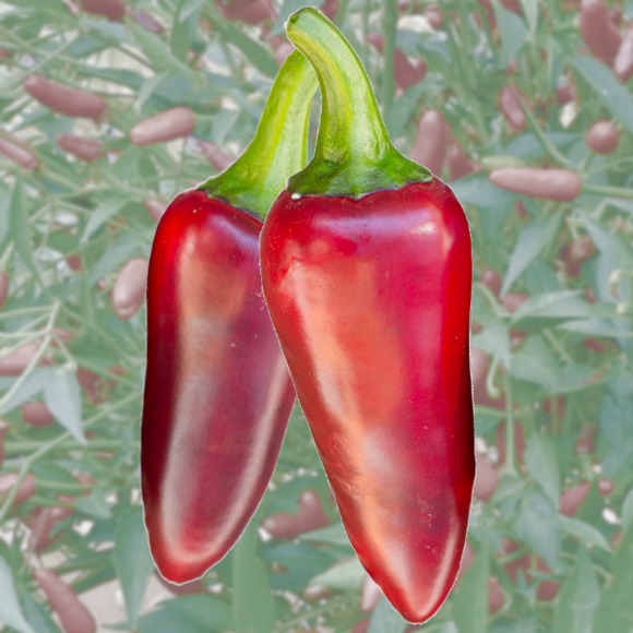 Jalapeno Chili: Bild 1/1 Jalapeno Chili: Bild 1/1
