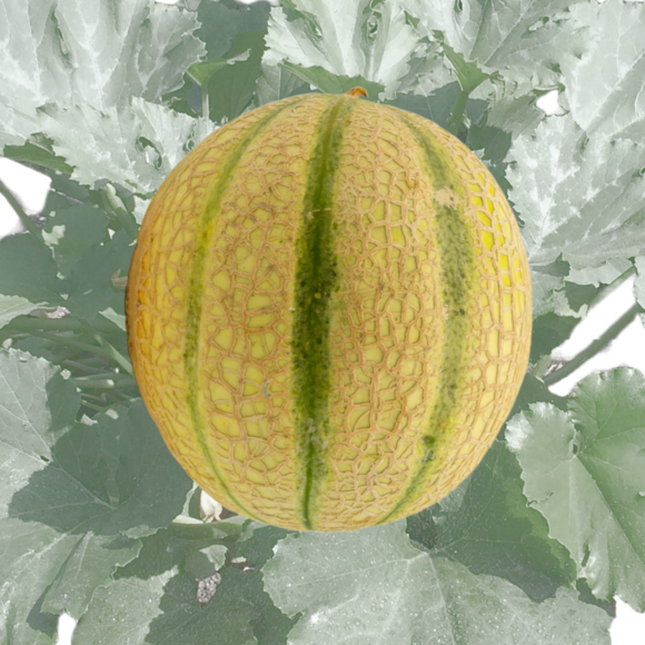 Zuckermelone: Bild 1/1 Zuckermelone: Bild 1/1