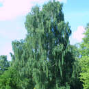 Betula pendula 'Tristis' - Überhängende Birke