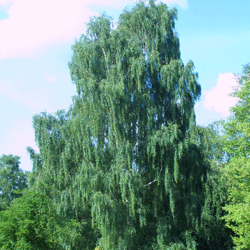 Überhängende Birke Betula pendula 'Tristis' gelb