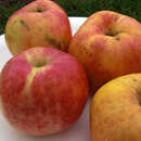 Malus dom. 'Gravensteiner' - Herbstapfel, IX-XI