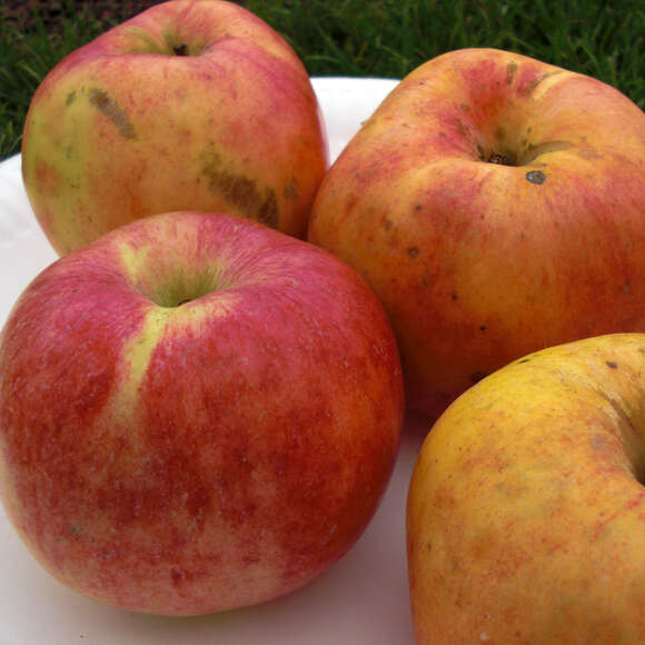 Malus domestica 'Gravensteiner': Bild 1/2 Malus domestica 'Gravensteiner': Bild 1/2
