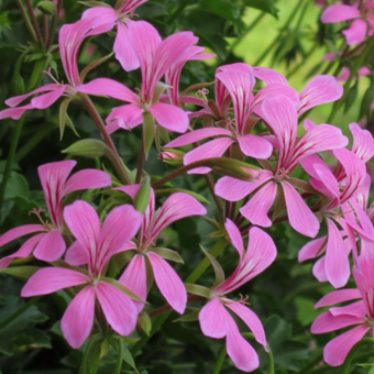 Tiroler Pelargonien-Set Kollektion: Bild 5/6 Tiroler Pelargonien-Set Kollektion: Bild 5/6
