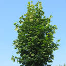 Tilia platyphyllos 'Fastigiata' - Schlanke Sommerlinde