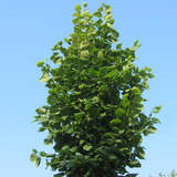 Tilia platyphyllos 'Fastigiata' - Schlanke Sommerlinde