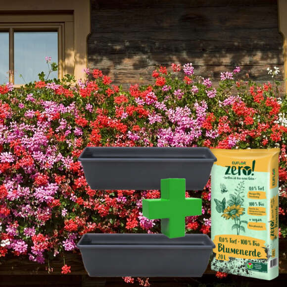 Tiroler Pelargonien-Set Kollektion: Bild 1/6 Tiroler Pelargonien-Set Kollektion: Bild 1/6