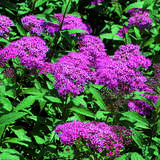 Spiraea japonica 'Zigeunerblut' - Japanspiere