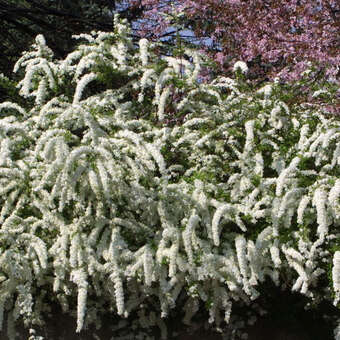 Spiraea cinerea 'Grefsheim'