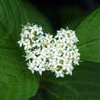 Cornus alba: Bild 1/11