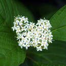 Cornus alba - Weißer Hartriegel