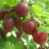 Ribes uva-crispa 'Hinnonmäki Rot' - Stachelbeere - rot