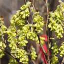 Corylopsis spicata - Scheinhasel