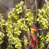 Corylopsis spicata - Scheinhasel