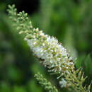 Clethra alnifolia 'Hummingbird' - Zwerg-Süßpfefferbusch