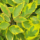 Cornus alba 'Spaethii' - Gelbbunter Hartriegel