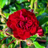 Rose 'Crimson Siluetta' - Moderne Strauch- und Kletterrose