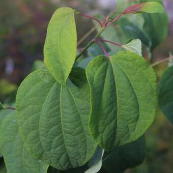 Cercidiphyllum jap. 'Heronswood Gl'