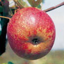 Malus dom. 'Roter Boskoop' - Winterapfel, XI-IV