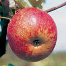 Malus domestica 'Roter Boskoop' - Winterapfel, XI-IV