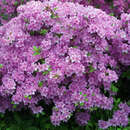 Azalea Japan Hybride - violett - Kleinblumige Azalee