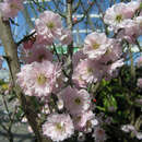 Prunus mume 'Peggy Clarke' - Japanische Aprikose
