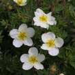 Potentilla fruticosa 'Elfenbein': Bild 1/2