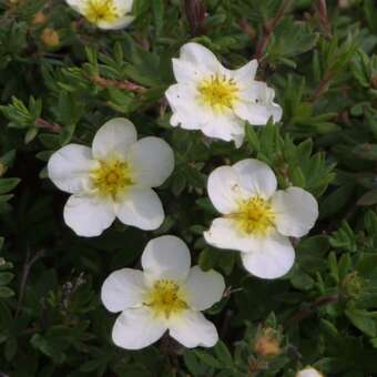 Potentilla fruticosa 'Elfenbein'