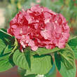 Hydrangea macrophylla 'Bouquet Rose': Bild 1/3