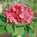 Gartenhortensie - Hydrangea macrophylla 'Bouquet Rose'