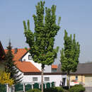 Acer platanoides 'Columnare' - Säulenahorn