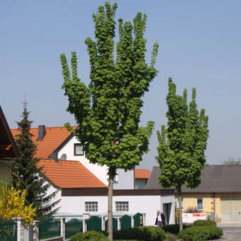 Säulenahorn - Acer platanoides 'Columnare'