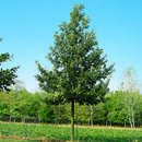 Quercus cerris - Zerreiche