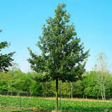 Quercus cerris - Zerreiche