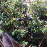 Juniperus communis 'Eva'  weiblich - Weiblicher Heidewacholder, Gewürzwacholder