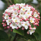 Viburnum carlcephalum - Großer Duftschneeball