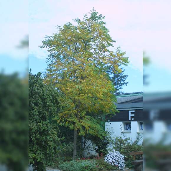 Gymnocladus dioica: Bild 8/12 Gymnocladus dioica: Bild 8/12