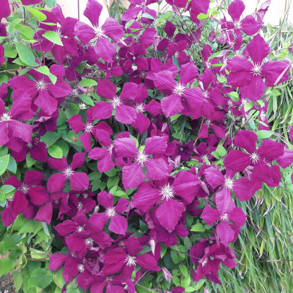 Clematis viticella 'Kermesina': Bild 1/2