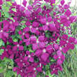 Clematis viticella 'Kermesina': Bild 1/2