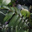 Pterocarya rhoi. 'Kyoto Convention': Bild 1/2