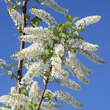 Prunus padus 'Le Thoureil': Bild 1/4