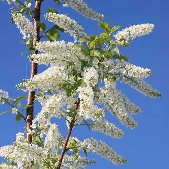 Prunus padus 'Le Thoureil'