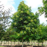 Fraxinus ornus 'Obelisk' - Säulen-Blumenesche